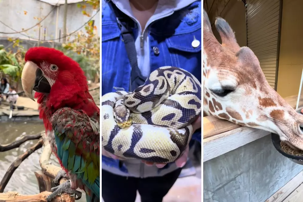 Mingle with Wild Animals at Houston Interactive Museum