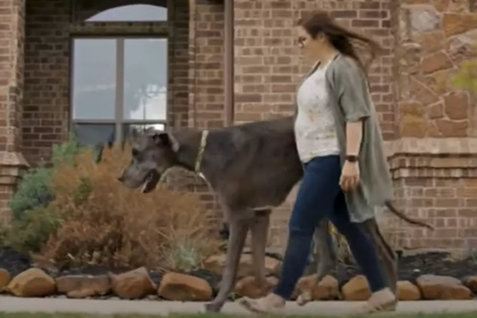 Woof! Texas Dog Named Zeus Sets an Amazing Guinness World Record