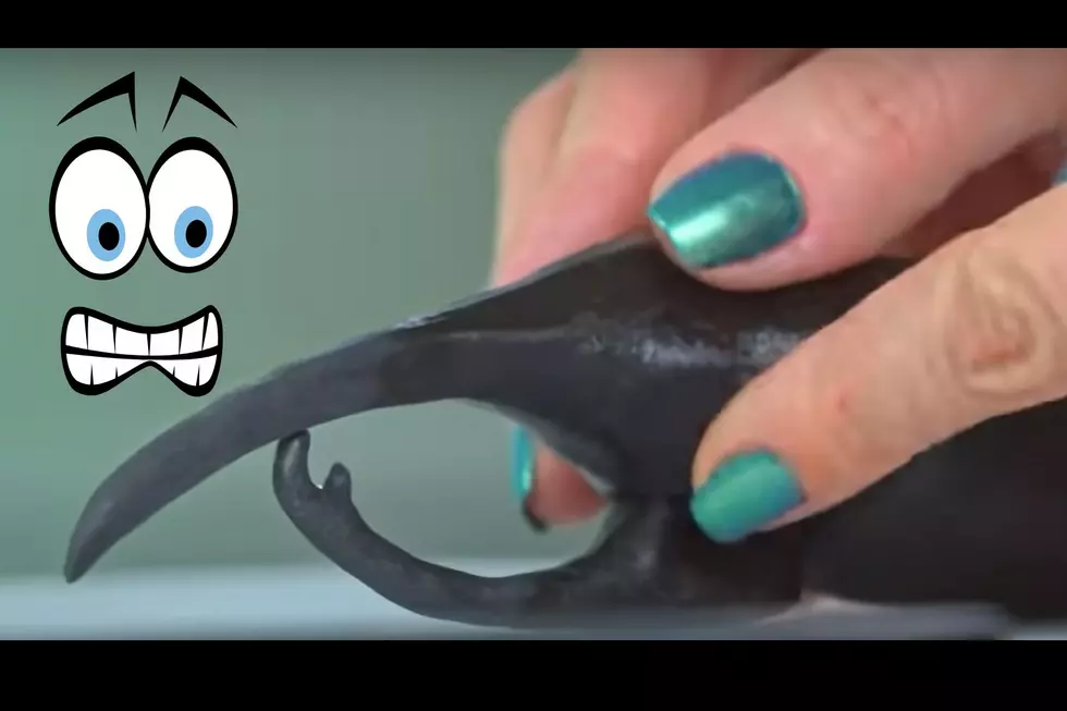 Bug Cake Made by Austin, Texas Baker Is So Real You’ll Scream