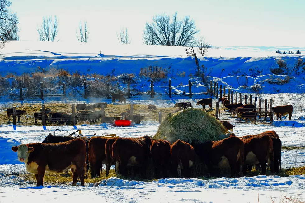 Winter Storm Uri’s Costly Impact on Texas Agriculture