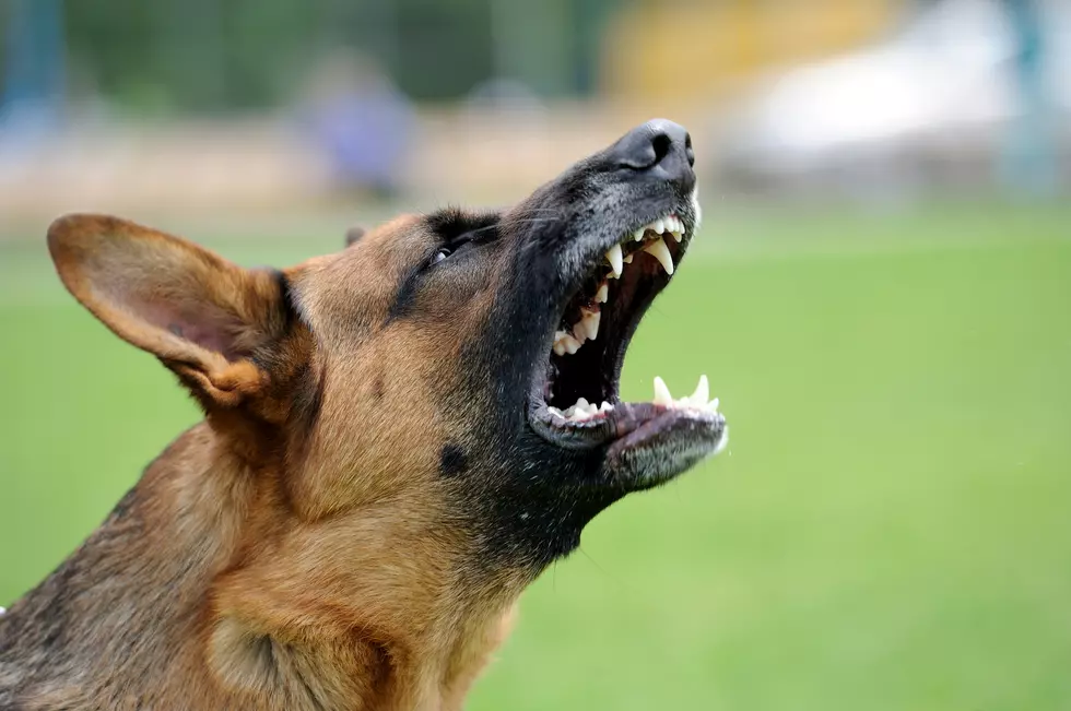 Beware, Texas Dog Owners: If Your Dog Bites People You Will Go To Jail